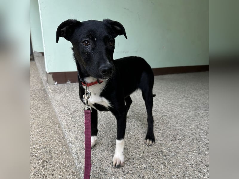 Gabi ein Engel auf 4 Pfoten