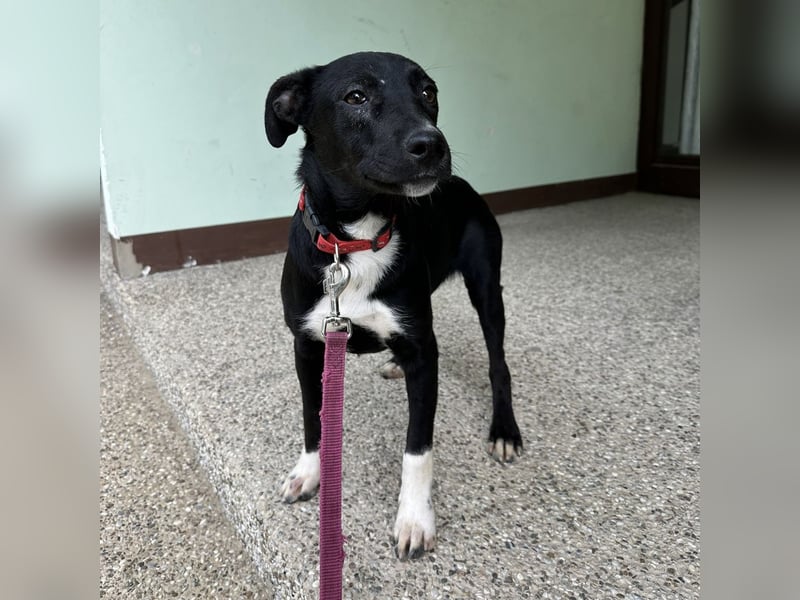 Gabi ein Engel auf 4 Pfoten