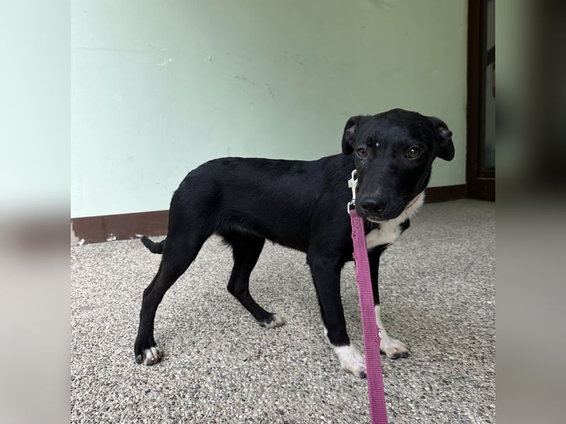 Gabi ein Engel auf 4 Pfoten