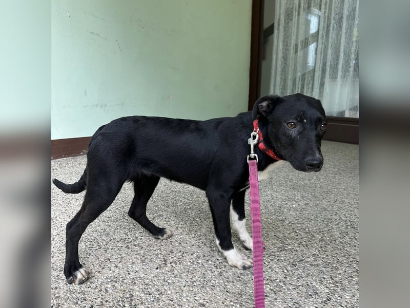 Gabi ein Engel auf 4 Pfoten