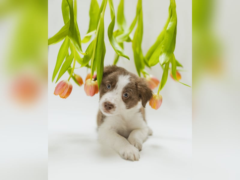 Border Collie Welpen