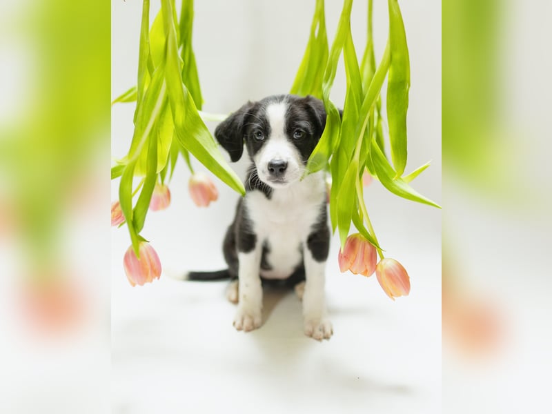 Border Collie Welpen