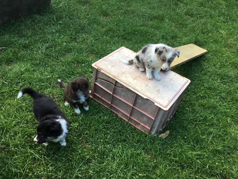 Border Collie