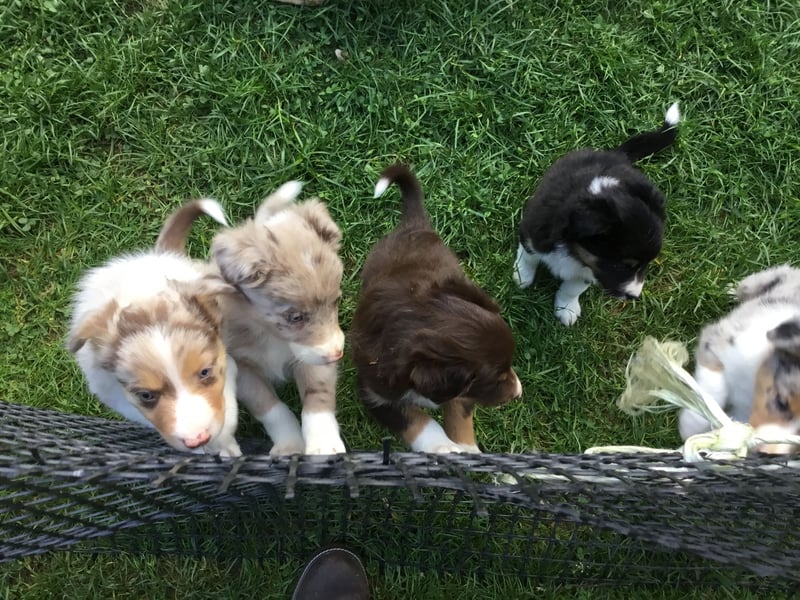 Border Collie