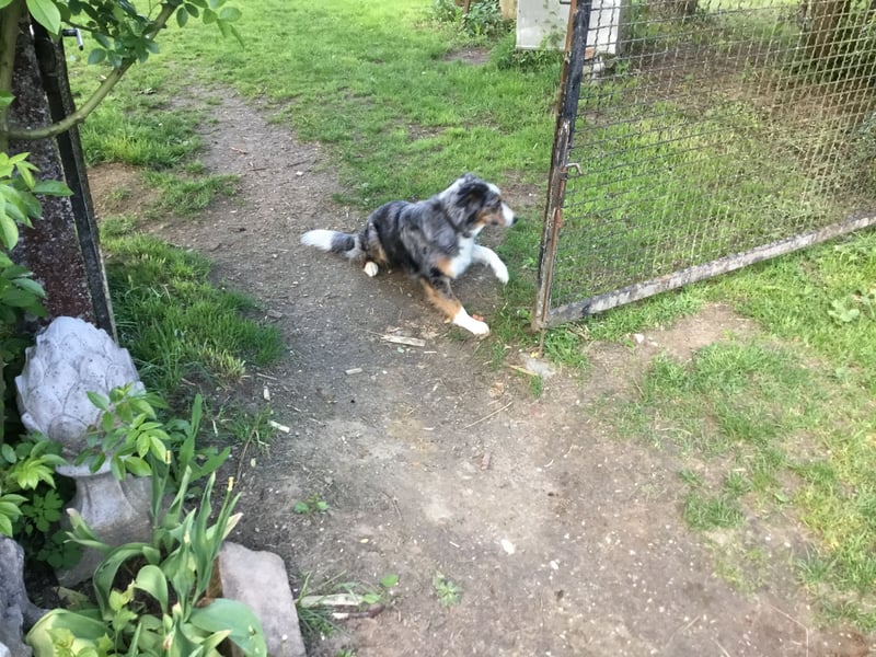 Border Collie