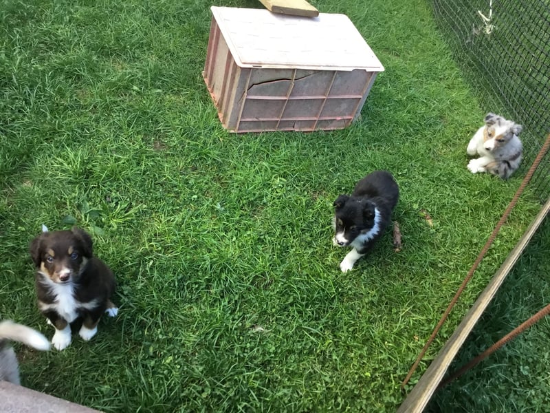 Border Collie