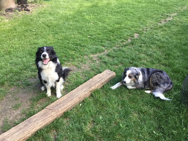 Border Collie