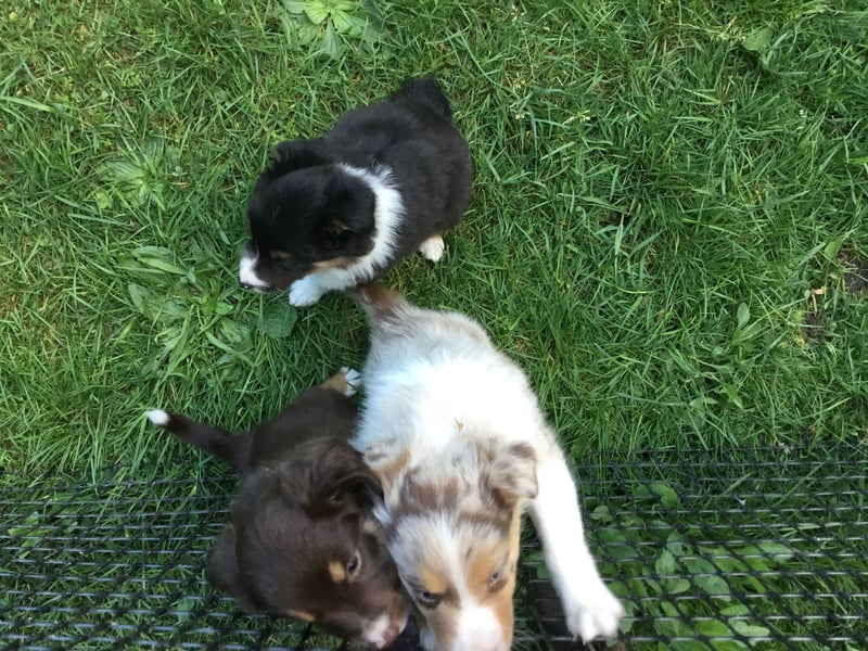 Border Collie