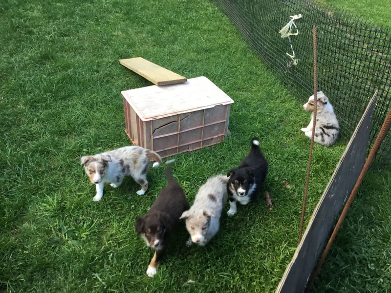 Border Collie