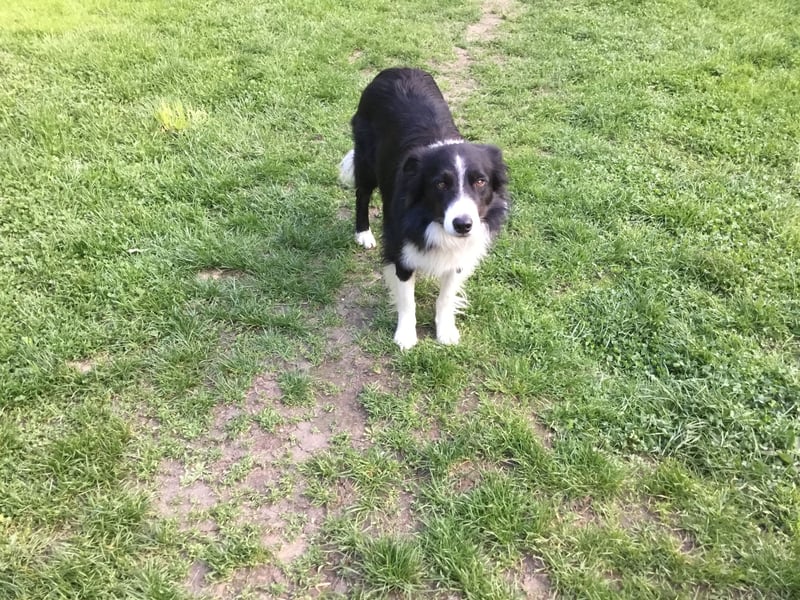 Border Collie