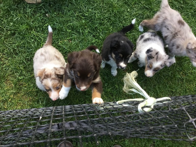Border Collie