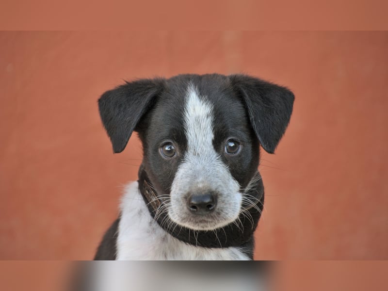 Bist du bereit, Bablo auf seinem Weg ins Leben zu begleiten?