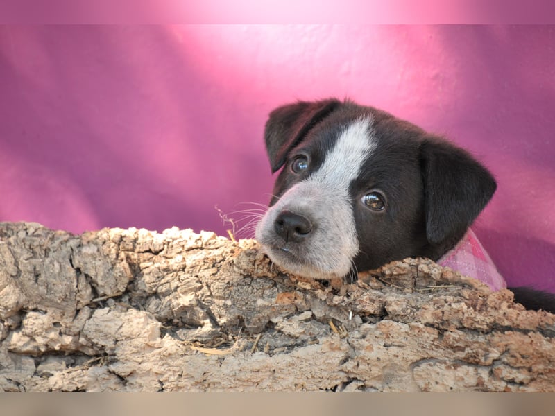 Bist du bereit, Bablo auf seinem Weg ins Leben zu begleiten?