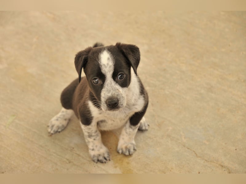 Bist du bereit, Bablo auf seinem Weg ins Leben zu begleiten?