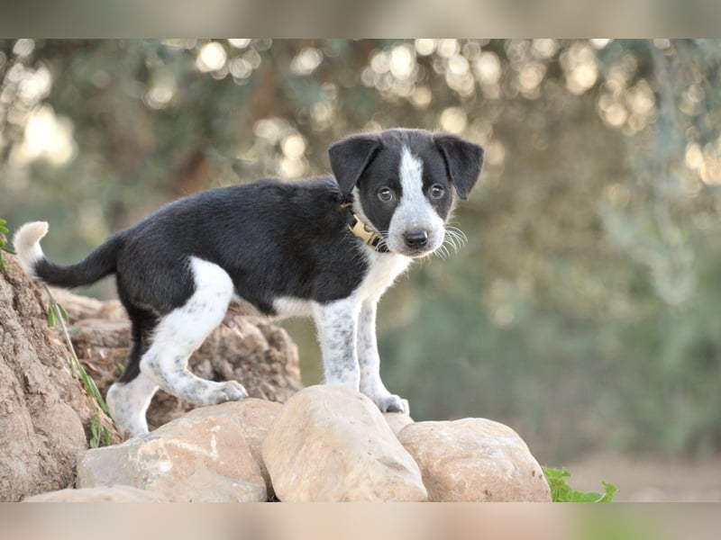 Bist du bereit, Bablo auf seinem Weg ins Leben zu begleiten?