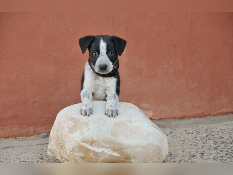 Bist du bereit, Bablo auf seinem Weg ins Leben zu begleiten?