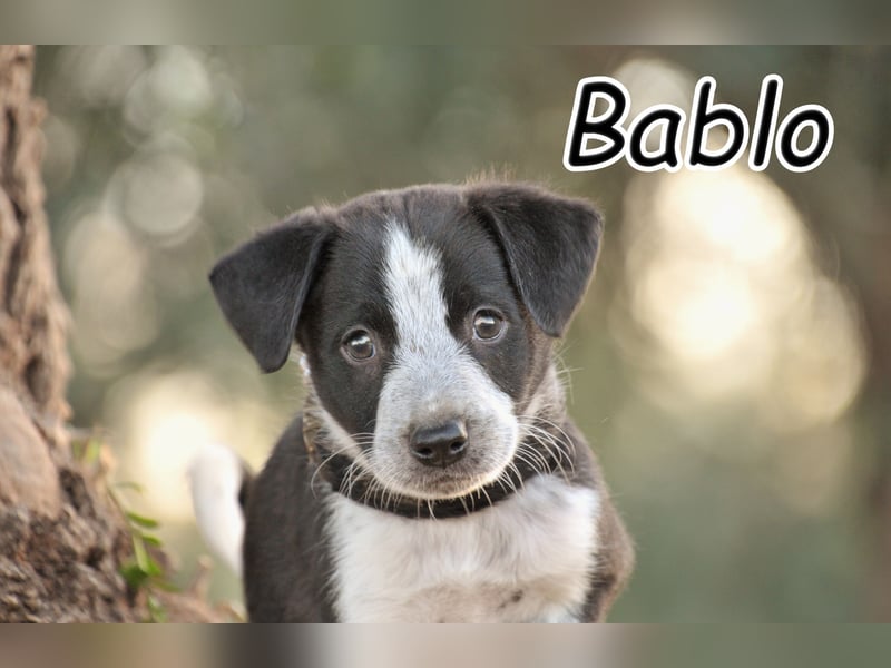 Bist du bereit, Bablo auf seinem Weg ins Leben zu begleiten?