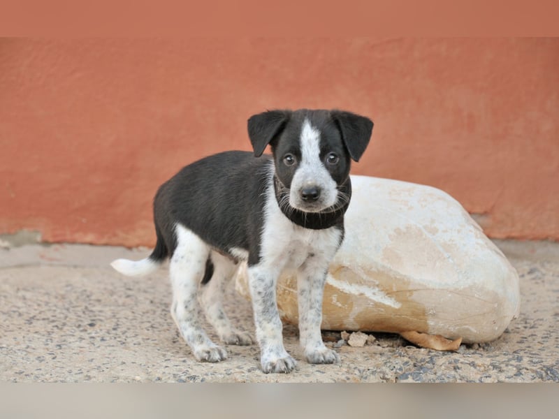 Bist du bereit, Bablo auf seinem Weg ins Leben zu begleiten?
