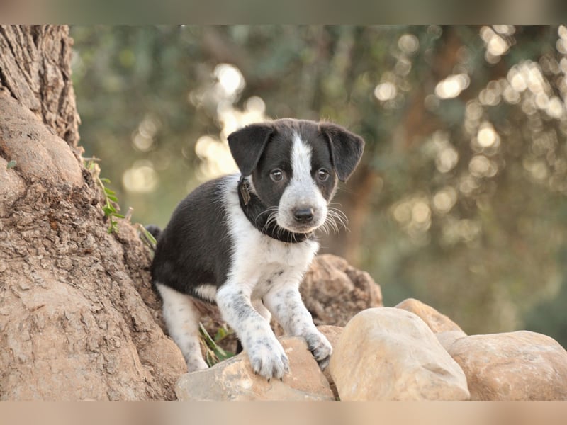 Bist du bereit, Bablo auf seinem Weg ins Leben zu begleiten?