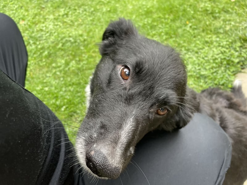 Flynn sucht sein für immer zu Hause