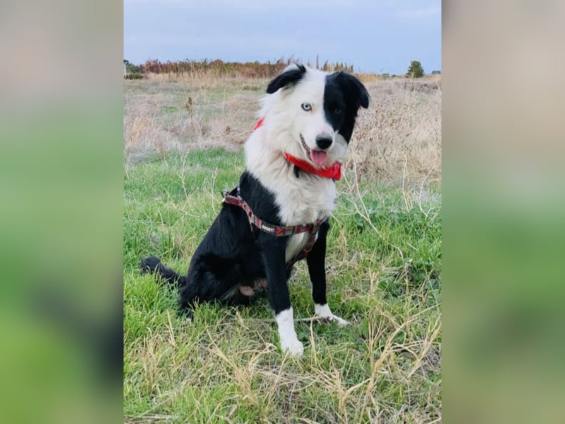 Bordercollie Mix Blacky sucht ein Zuhause