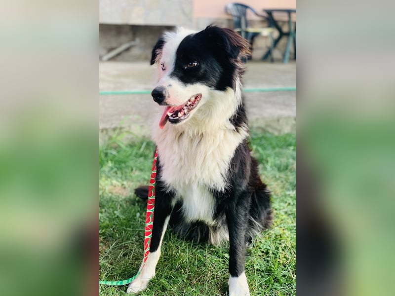 Bordercollie Mix Blacky sucht ein Zuhause