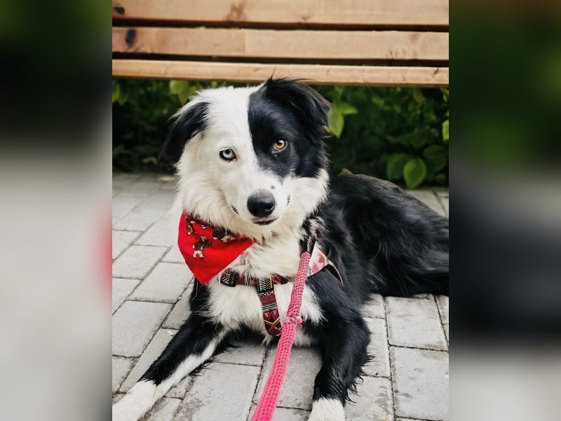 Bordercollie Mix Blacky sucht ein Zuhause