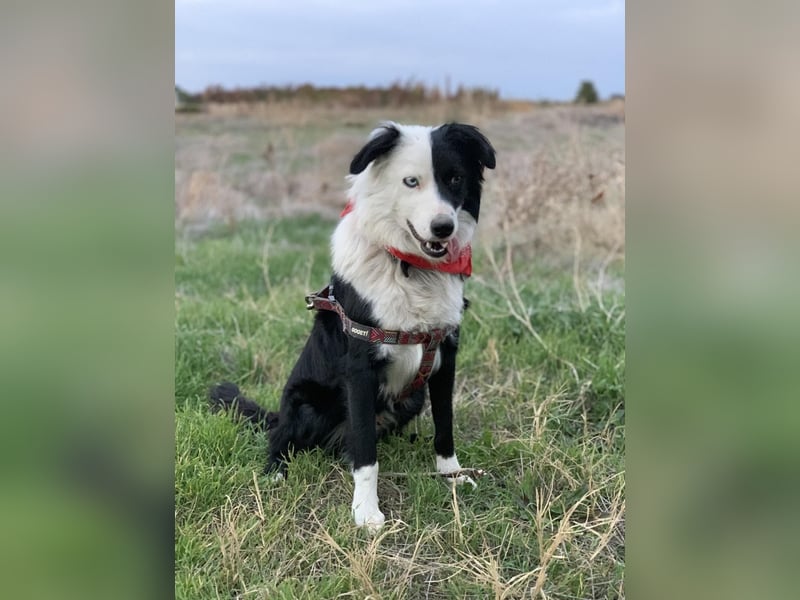 Bordercollie Mix Blacky sucht ein Zuhause