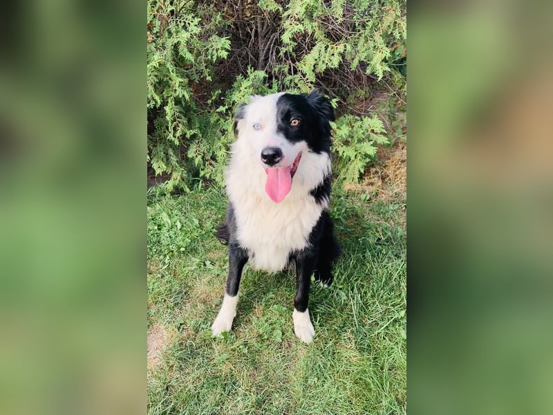 Bordercollie Mix Blacky sucht ein Zuhause