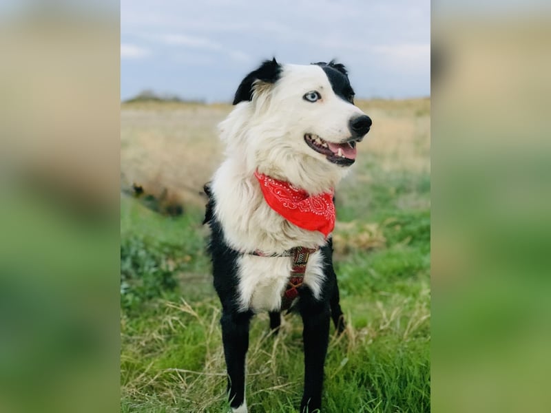 Bordercollie Mix Blacky sucht ein Zuhause