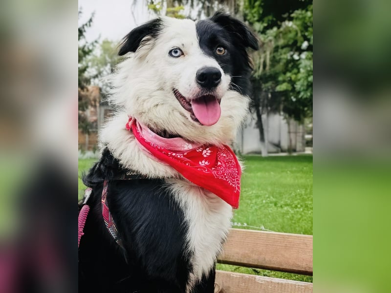 Bordercollie Mix Blacky sucht ein Zuhause