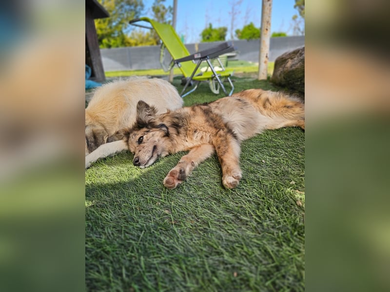SOJA ❤️ Border Collie Berger des Pyrénées, Pflegefamilie Bochum