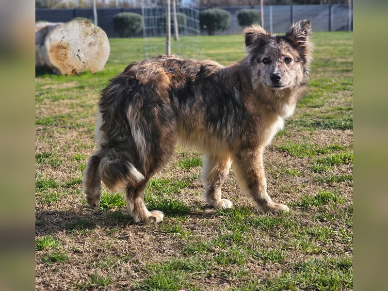 SOJA ❤️ Border Collie Berger des Pyrénées, Pflegefamilie Bochum