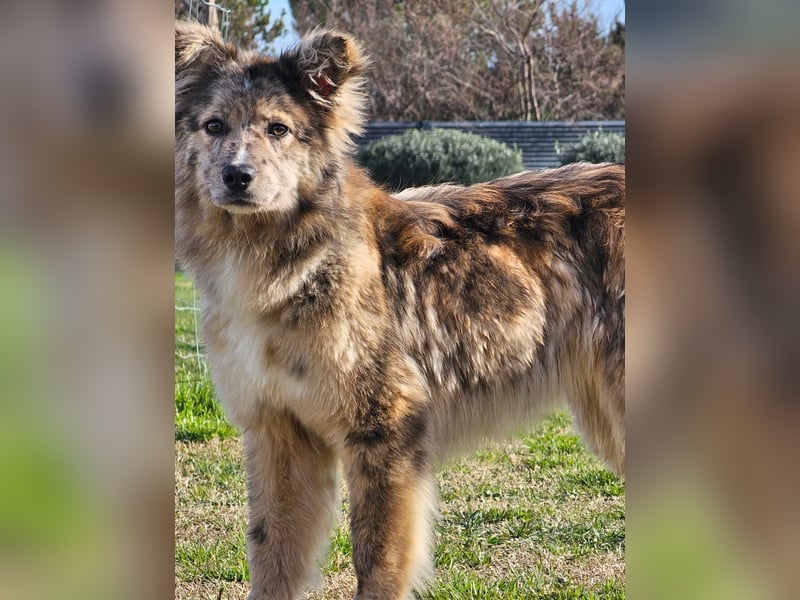 SOJA ❤️ Border Collie Berger des Pyrénées, Pflegefamilie Bochum