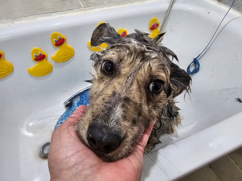 SOJA ❤️ Border Collie Berger des Pyrénées, Pflegefamilie Bochum