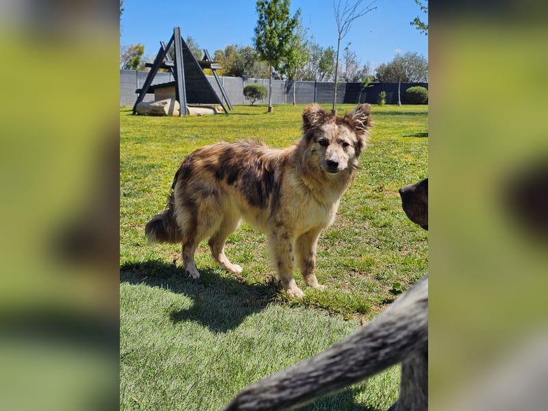 SOJA ❤️ Border Collie Berger des Pyrénées, Pflegefamilie Bochum