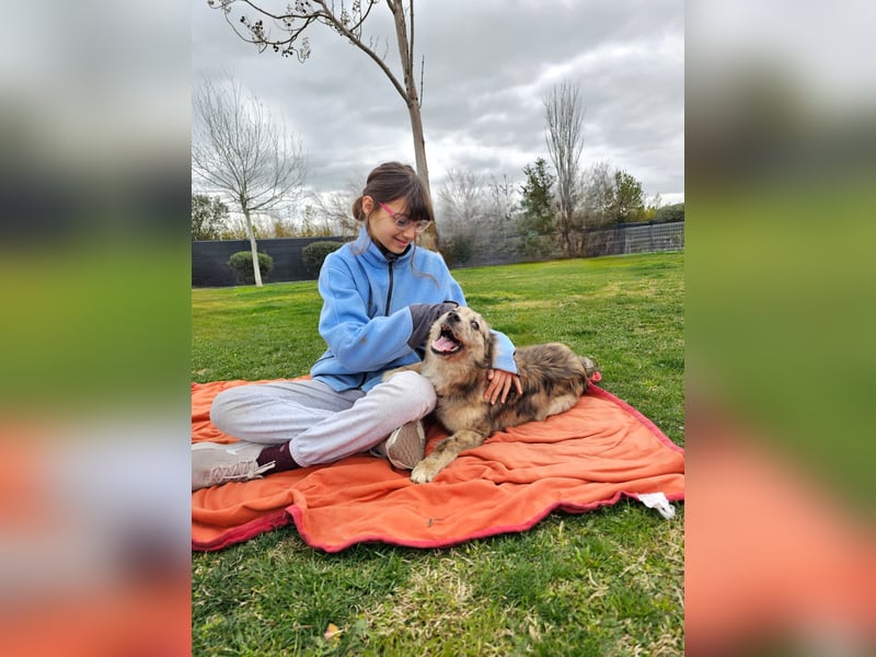 SOJA ❤️ Border Collie Berger des Pyrénées, Pflegefamilie Bochum