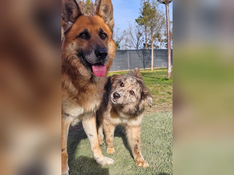 SOJA ❤️ Border Collie Berger des Pyrénées, Pflegefamilie Bochum