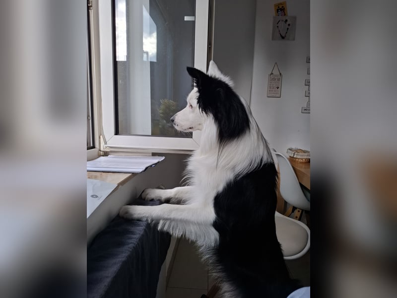 Deckrüde – Reinrassiger Border Collie (2,5 Jahre)