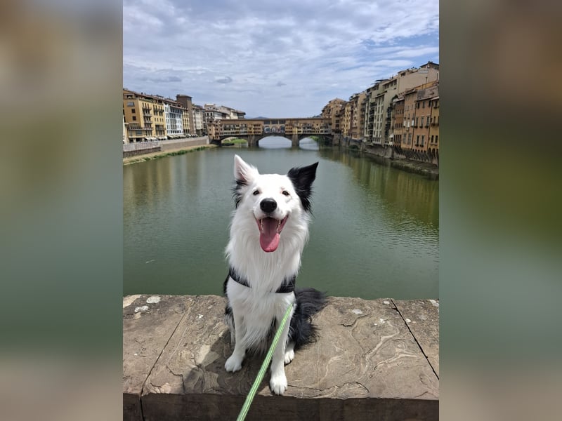 Deckrüde – Reinrassiger Border Collie (2,5 Jahre)