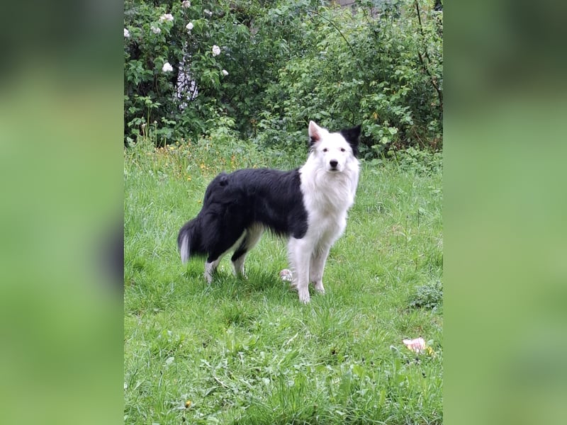 Deckrüde – Reinrassiger Border Collie (2,5 Jahre)