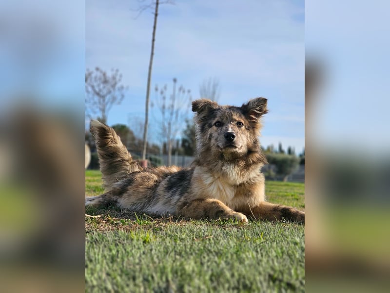 SOJA ❤️ Border Collie Berger des Pyrénées, Pflegefamilie Bochum