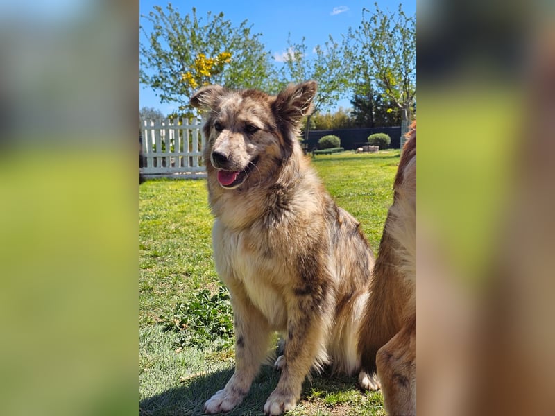 SOJA ❤️ Border Collie Berger des Pyrénées, Pflegefamilie Bochum