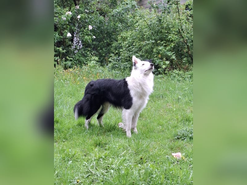 Deckrüde – Reinrassiger Border Collie (2,5 Jahre)