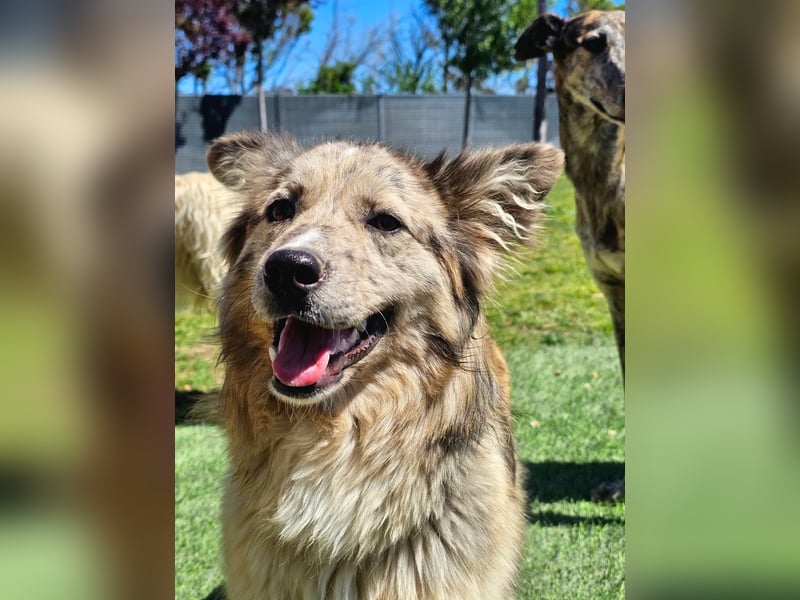 SOJA ❤️ Border Collie Berger des Pyrénées, Pflegefamilie Bochum