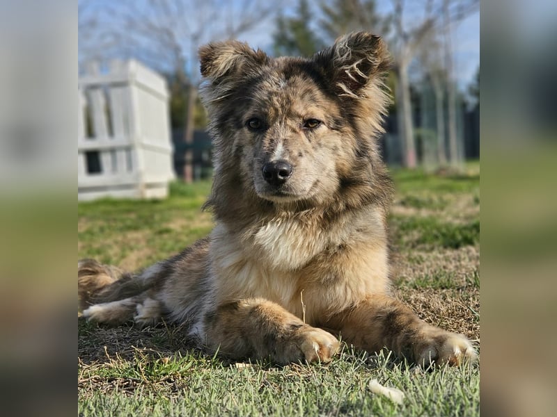 SOJA ❤️ Border Collie Berger des Pyrénées, Pflegefamilie Bochum