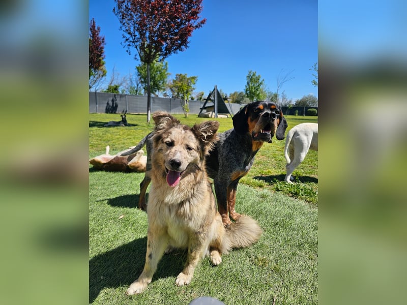 SOJA ❤️ Border Collie Berger des Pyrénées, Pflegefamilie Bochum