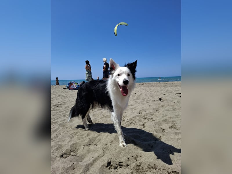 Deckrüde – Reinrassiger Border Collie (2,5 Jahre)