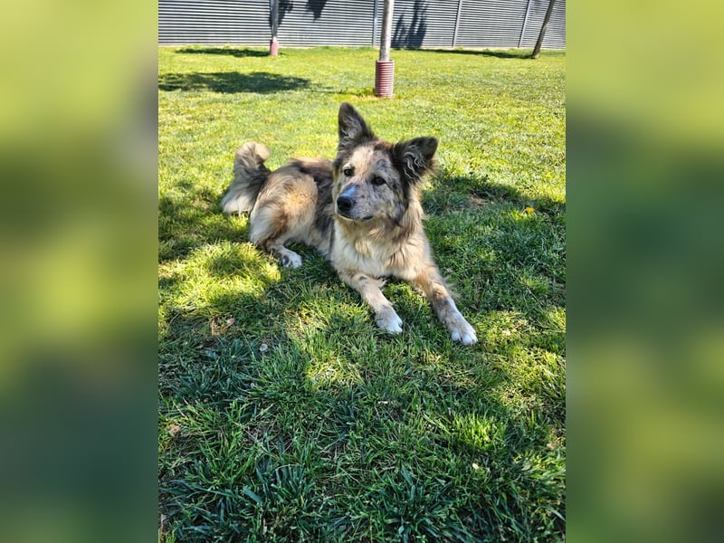 SOJA ❤️ Border Collie Berger des Pyrénées, Pflegefamilie Bochum