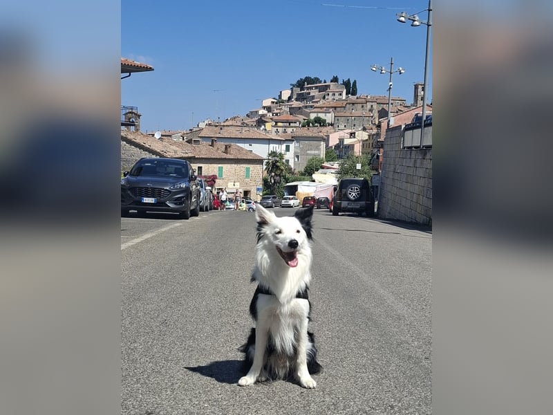 Deckrüde – Reinrassiger Border Collie (2,5 Jahre)